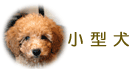 小型犬