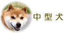 中型犬