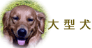 大型犬