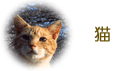 猫イメージ