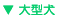 大型犬
